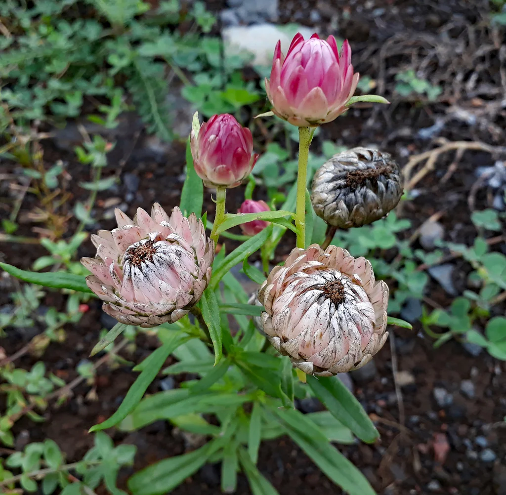 Bracteantha Bracteata