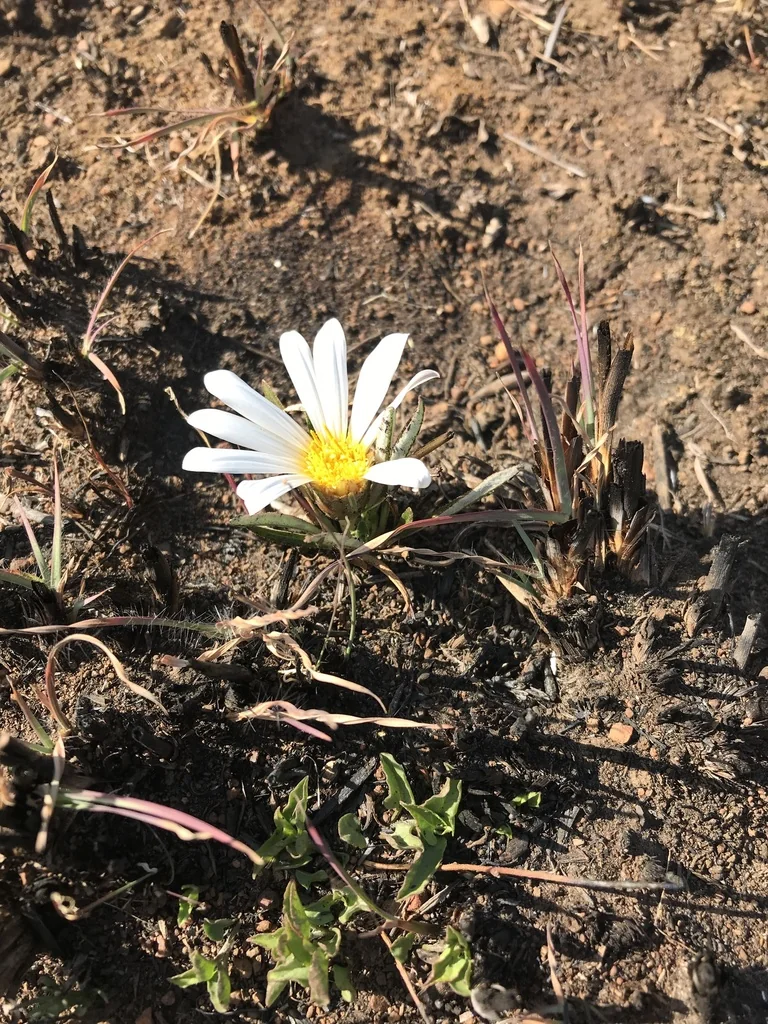 Gazania Krebsiana