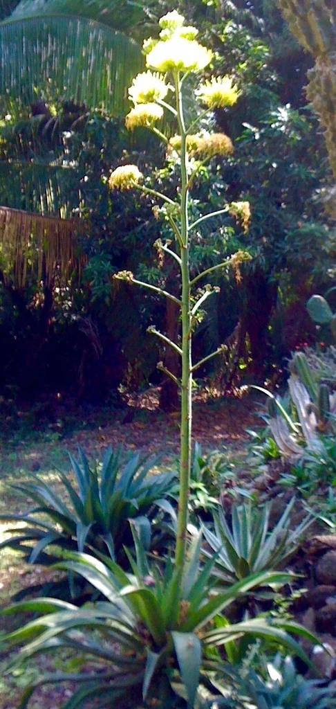 Agave Desmetiana