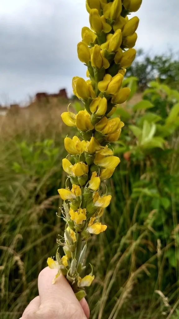 Thermopsis Caroliniana