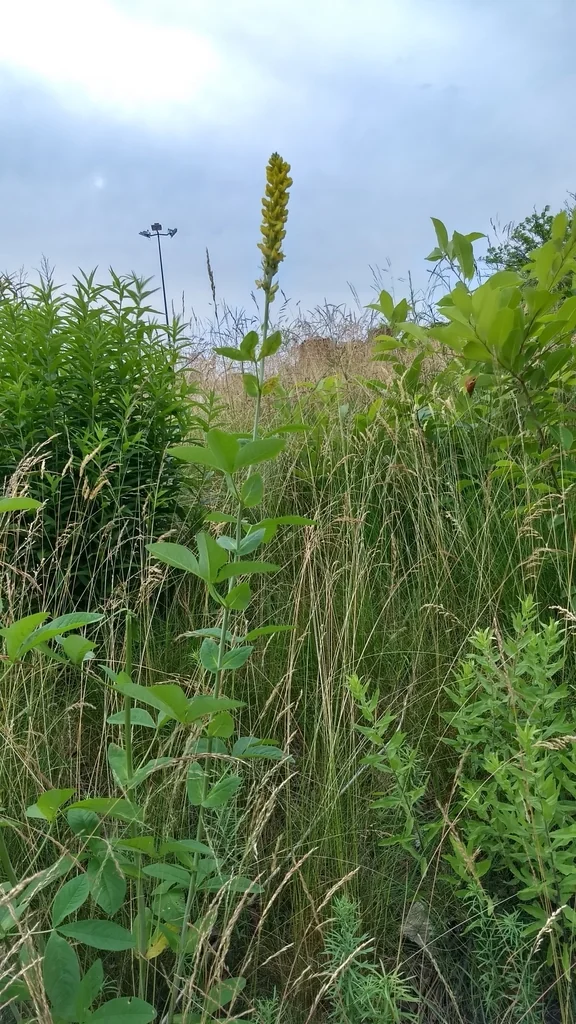 Thermopsis Caroliniana