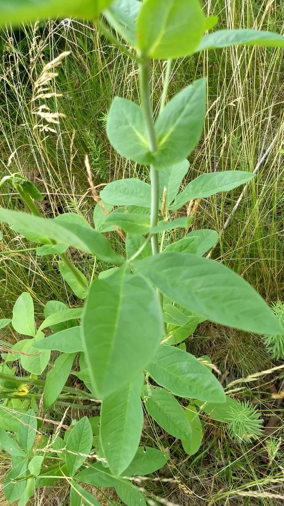 Thermopsis Caroliniana