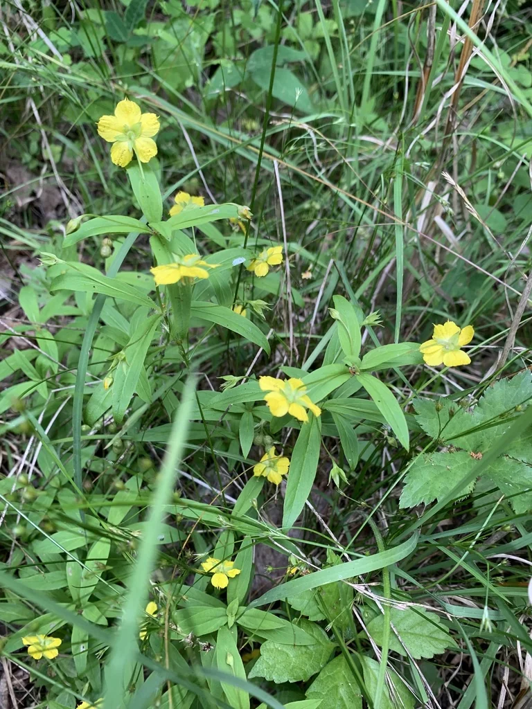 Lysimachia Lanceolata