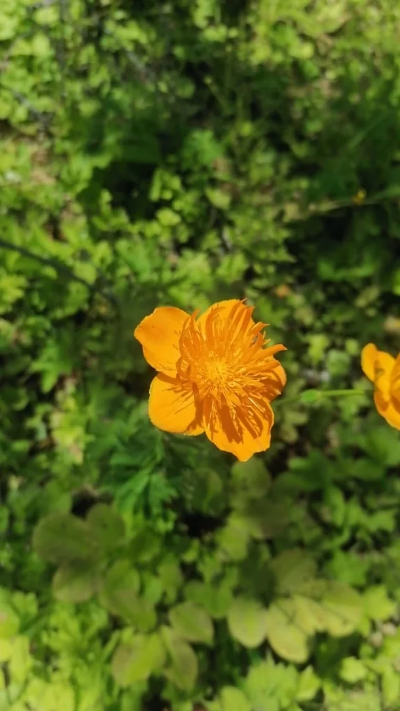 Trollius Chinensis