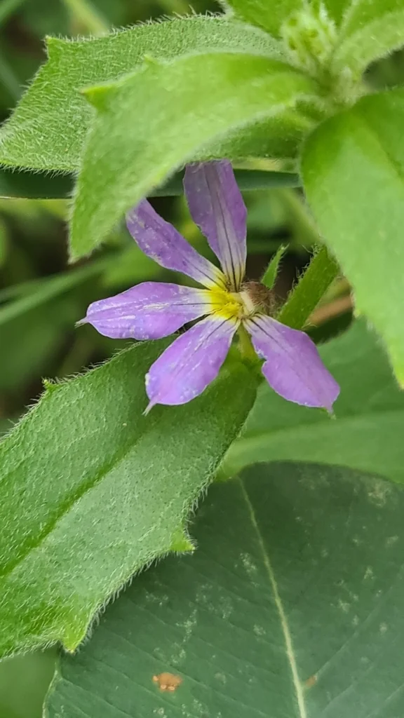 Scaevola aemula
