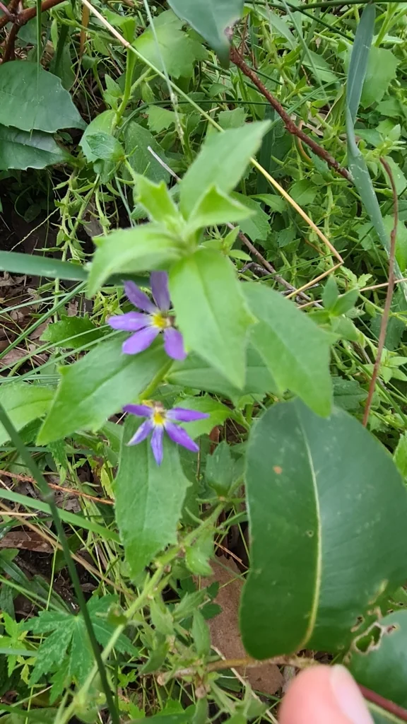 Scaevola aemula