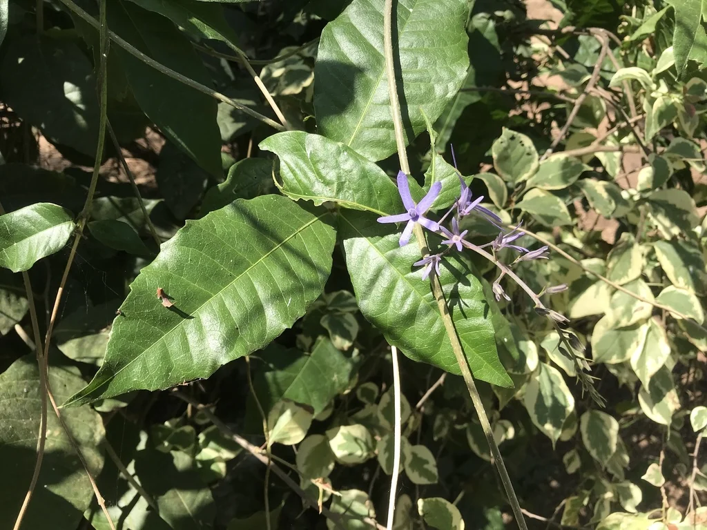 Petrea Volubilis