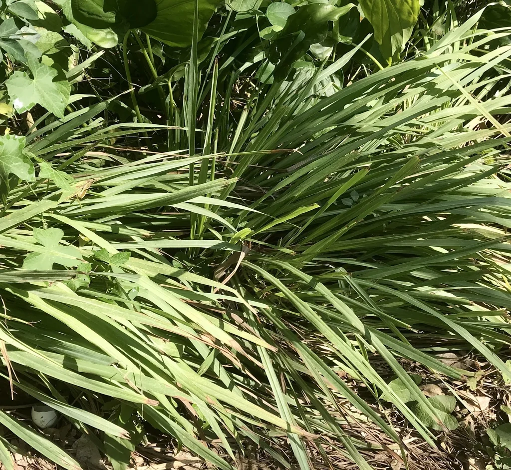 Cymbopogon Citratus