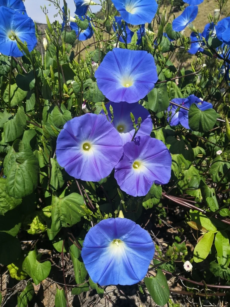 Ipomoea Tricolor