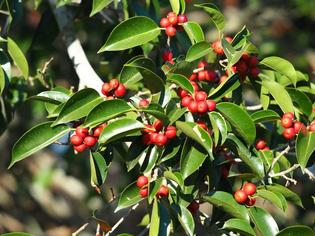 Ficus benjamina