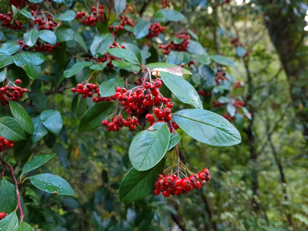 Cotoneaster Glaucophyllus