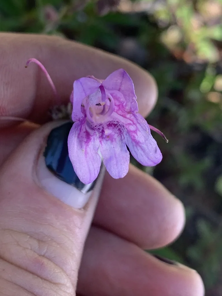 Penstemon Cardwellii