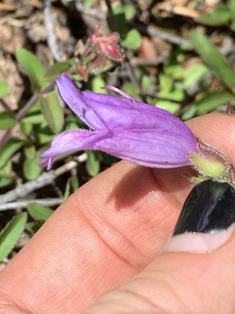 Penstemon Cardwellii
