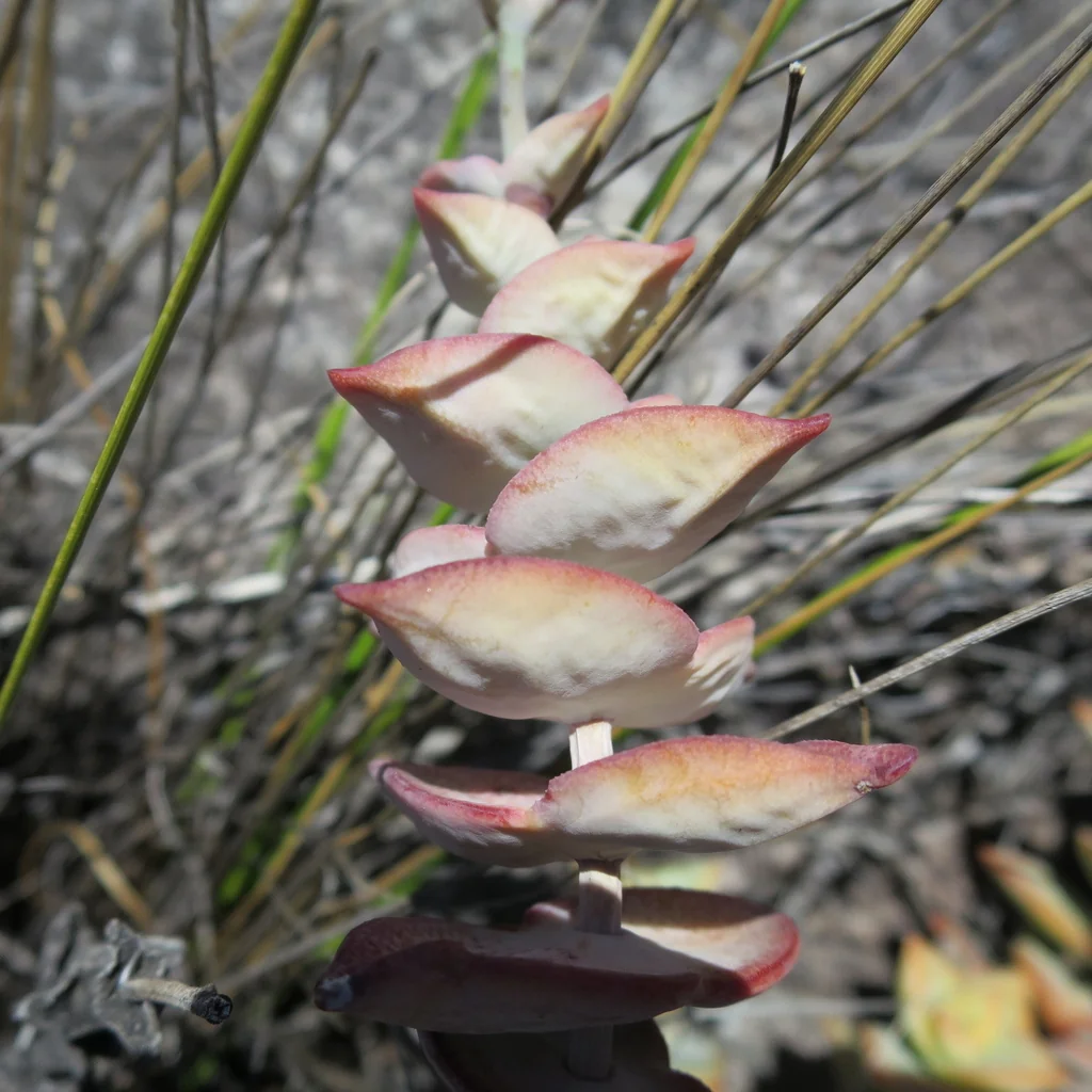 Crassula Perforata