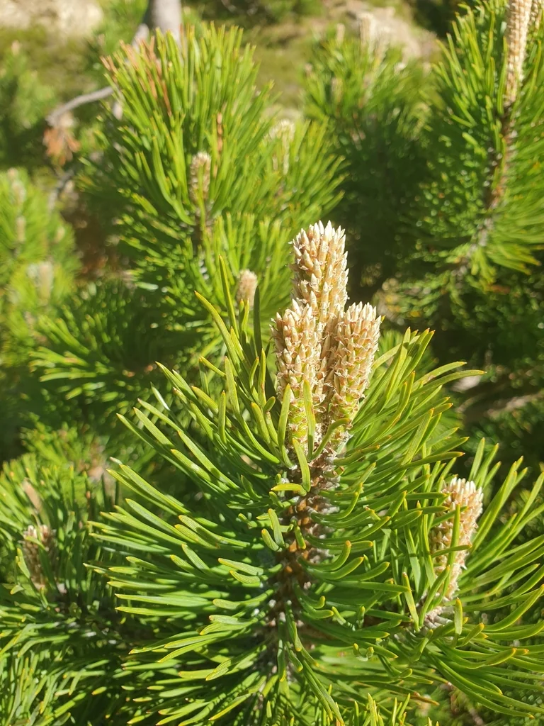 Pinus Mugo Uncinata