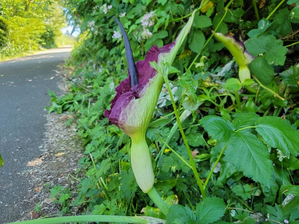Dracunculus Vulgaris