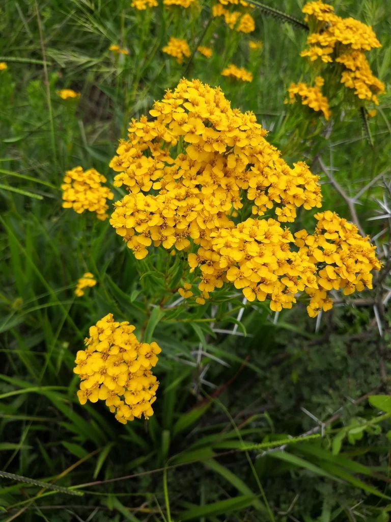 Tagetes Lucida