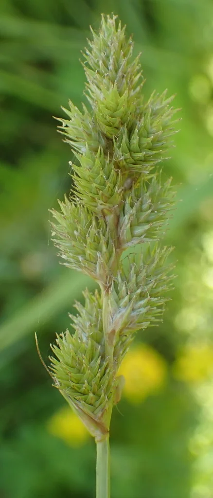 Carex feta