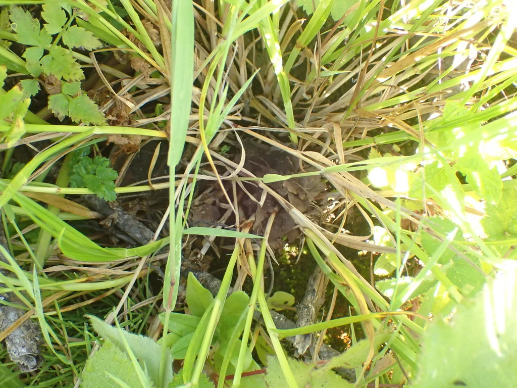 Carex feta