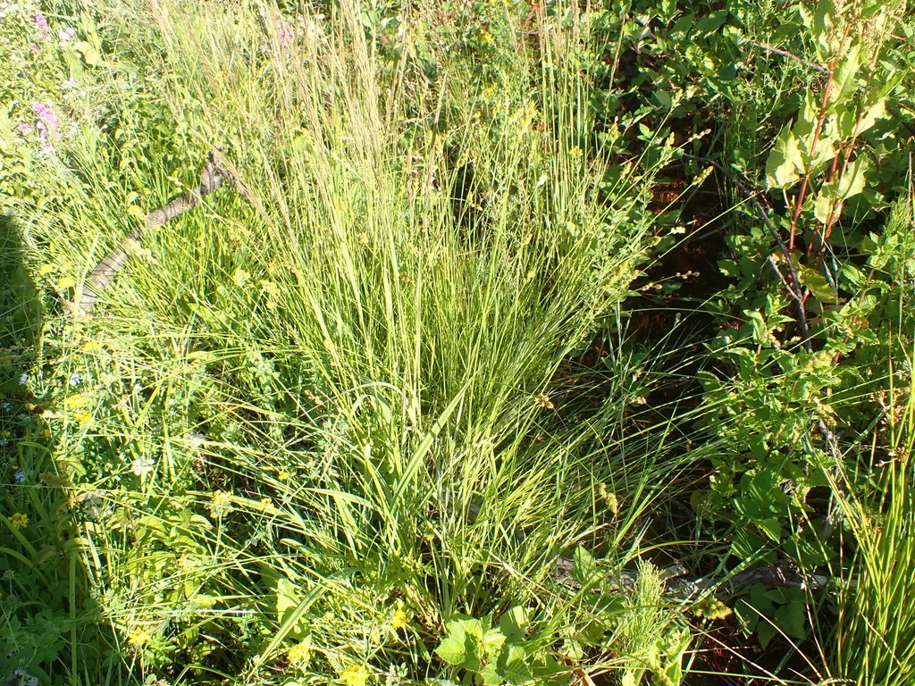 Carex feta
