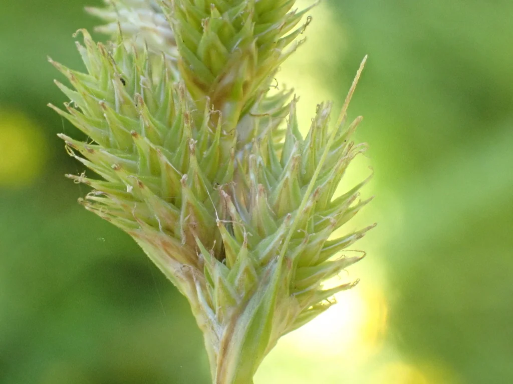 Carex feta