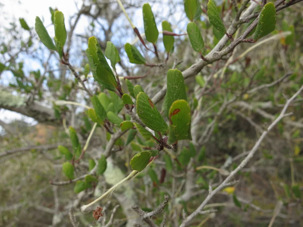 Cercocarpus Minutiflorus