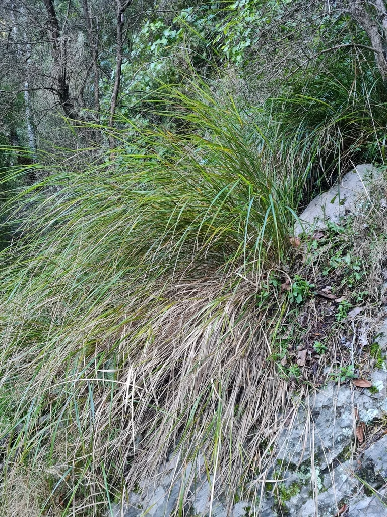 Anemanthele Lessoniana