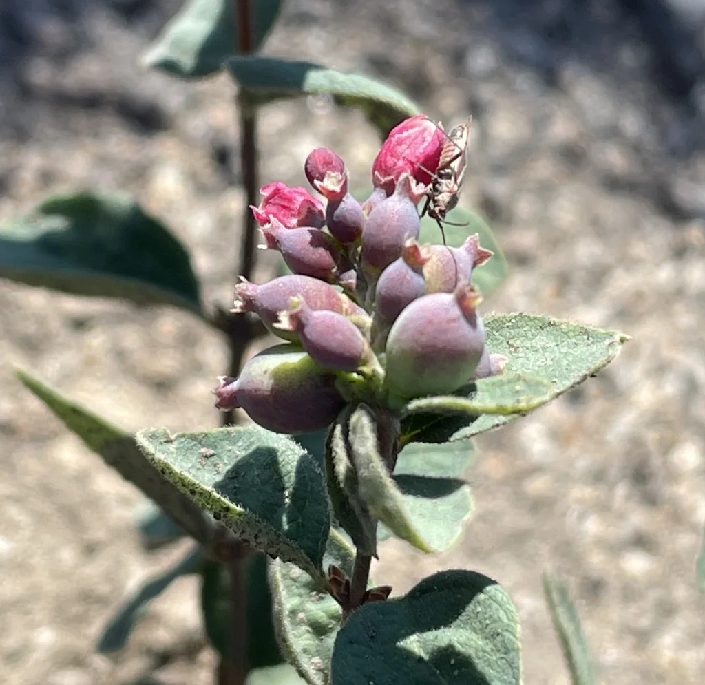 Symphoricarpos Albus Var. Laevigatus