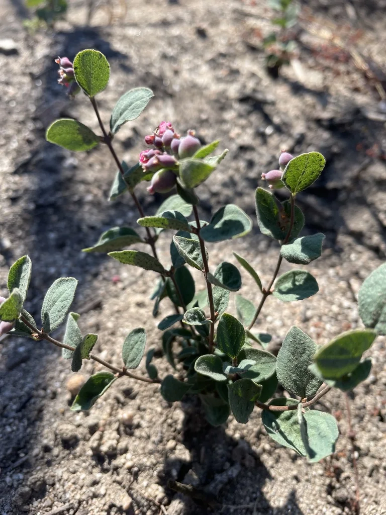 Symphoricarpos Albus Var. Laevigatus