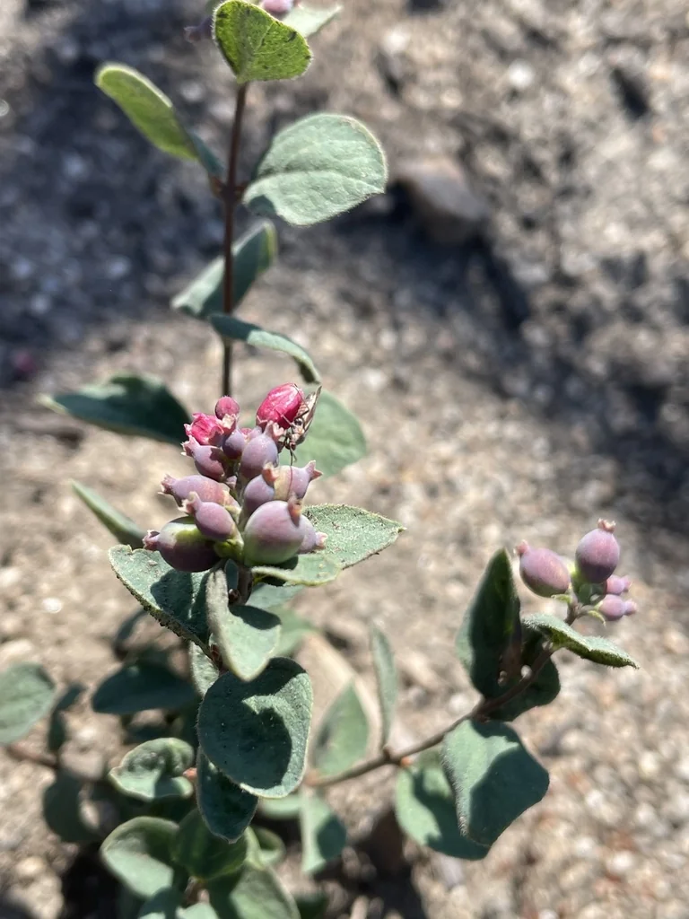 Symphoricarpos Albus Var. Laevigatus