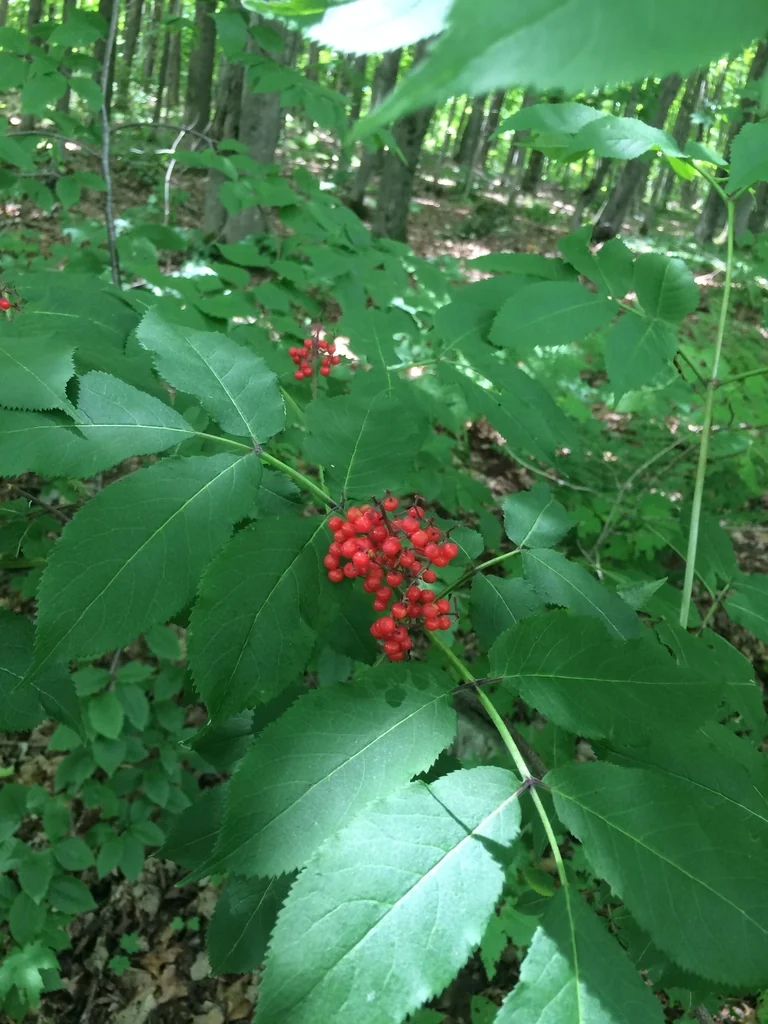 Sambucus Pubens