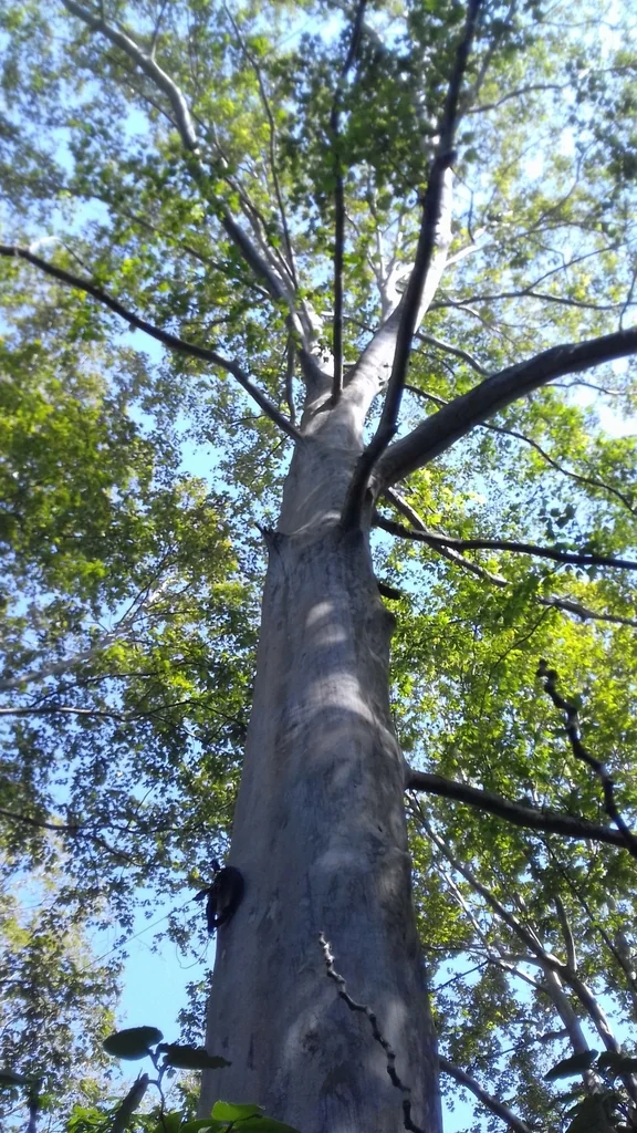 Platanus Mexicana