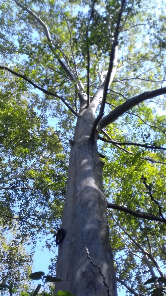Platanus Mexicana