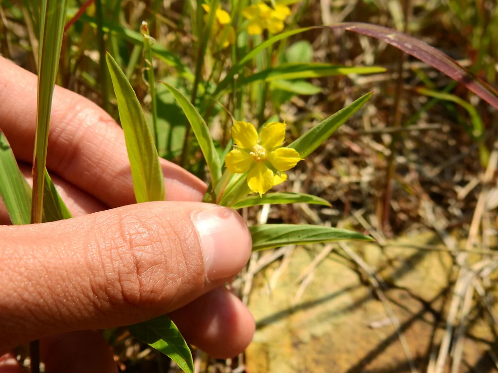 Lysimachia Lanceolata