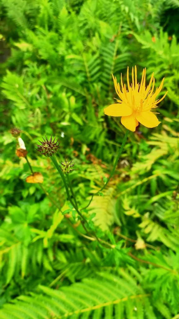 Trollius Chinensis