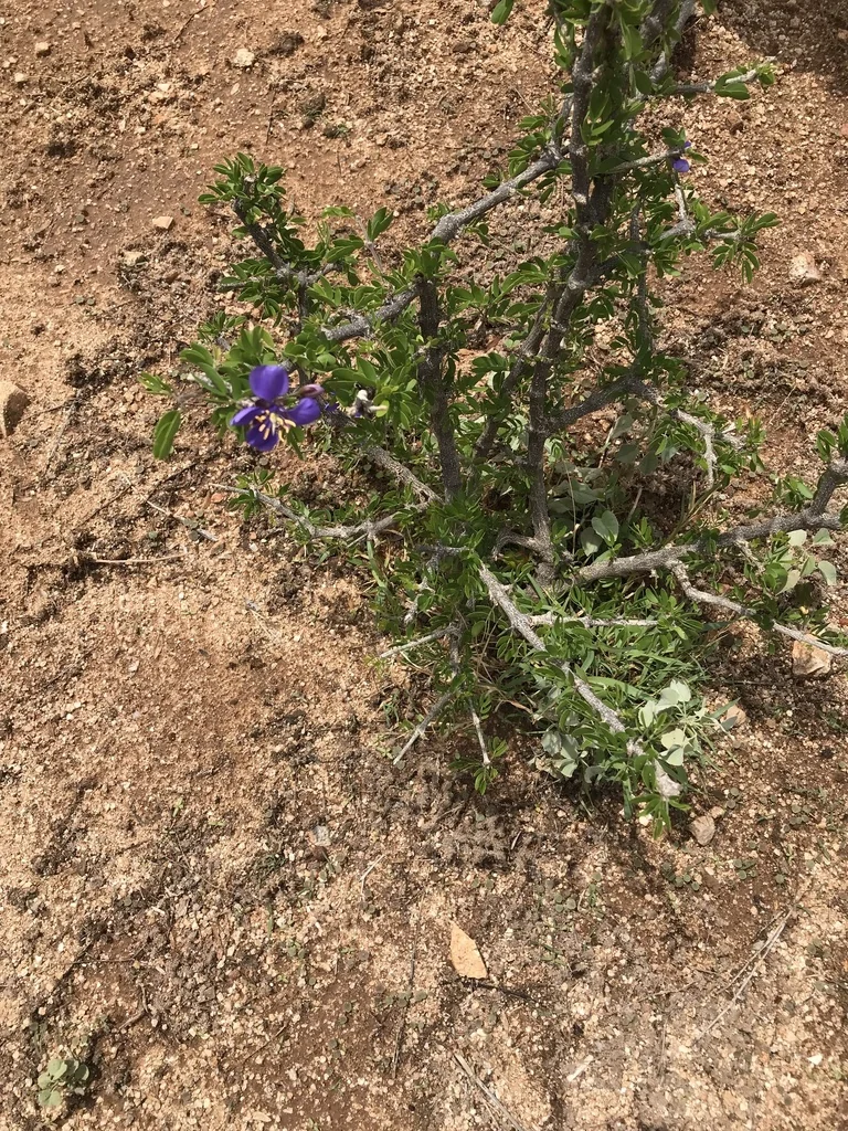 Guaiacum Coulteri