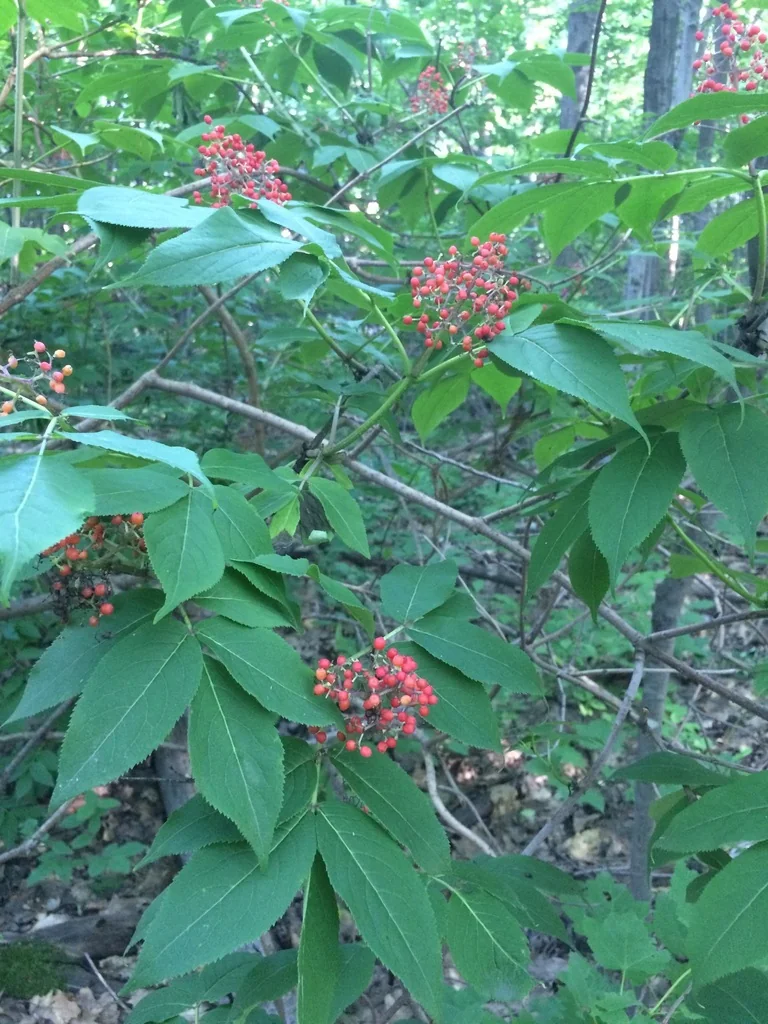 Sambucus Pubens
