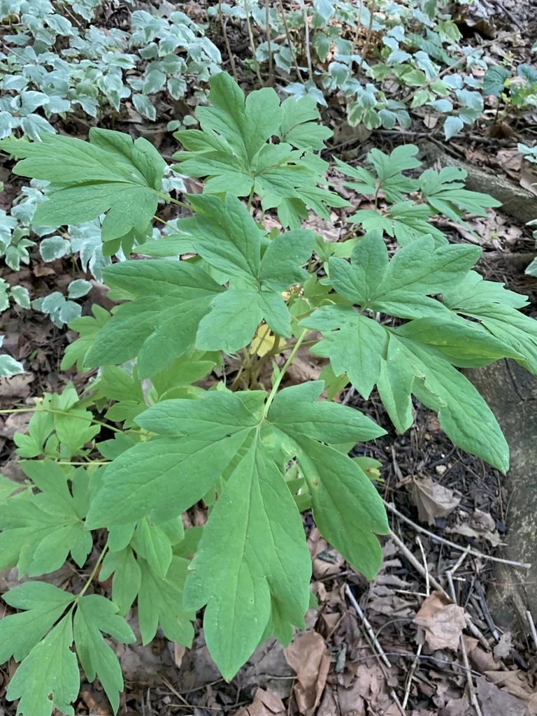 Dicentra spectabilis