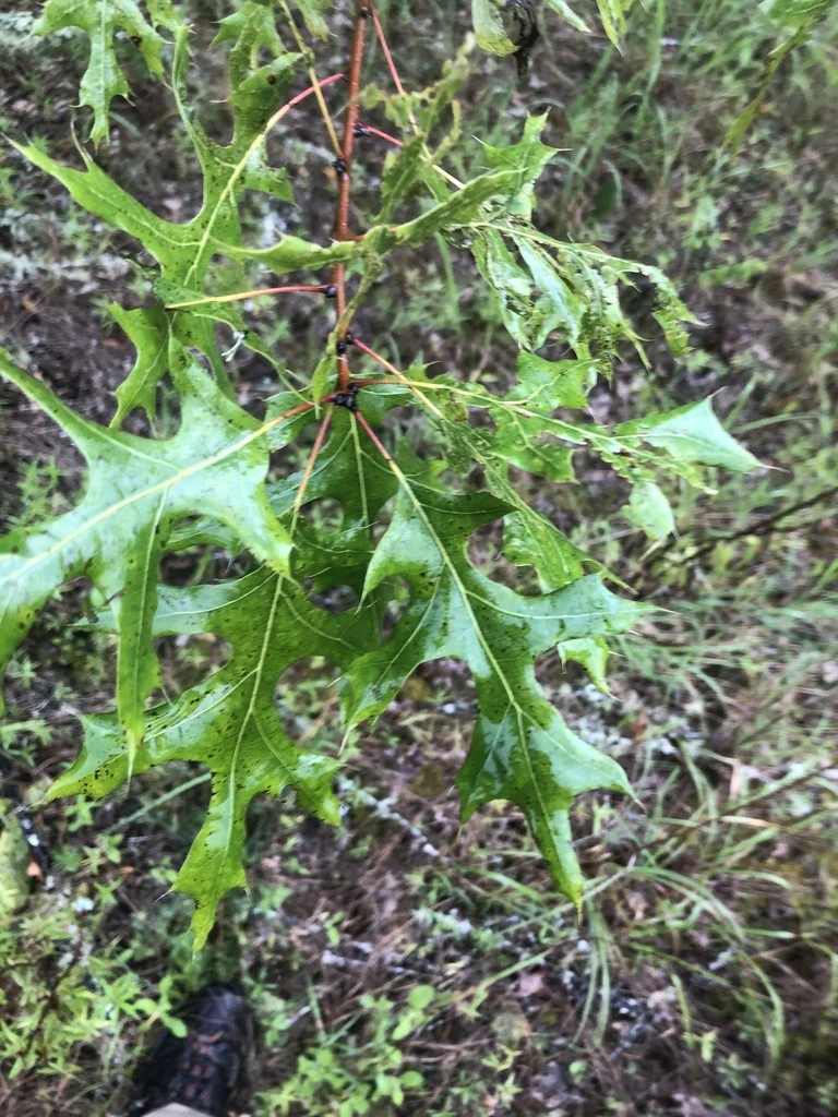 Quercus Texana