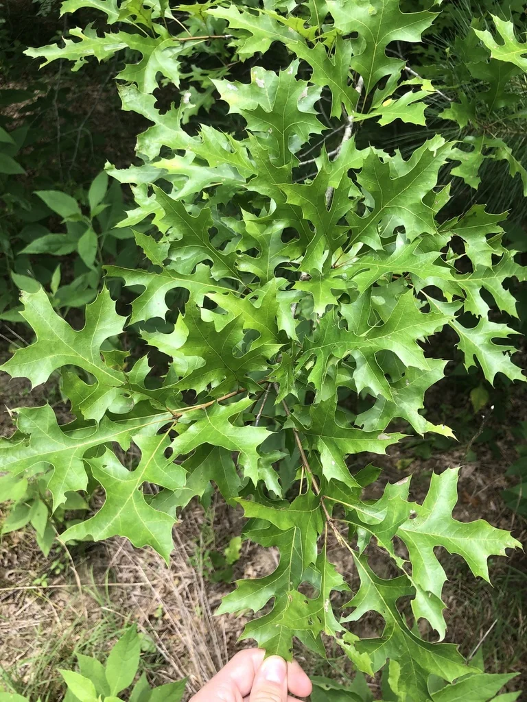 Quercus Texana