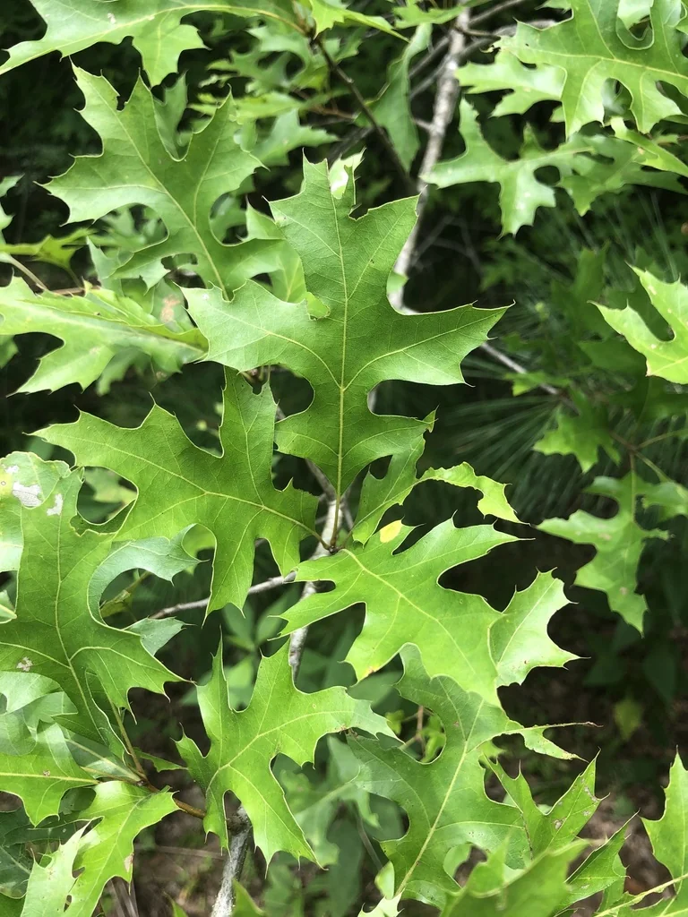 Quercus Texana