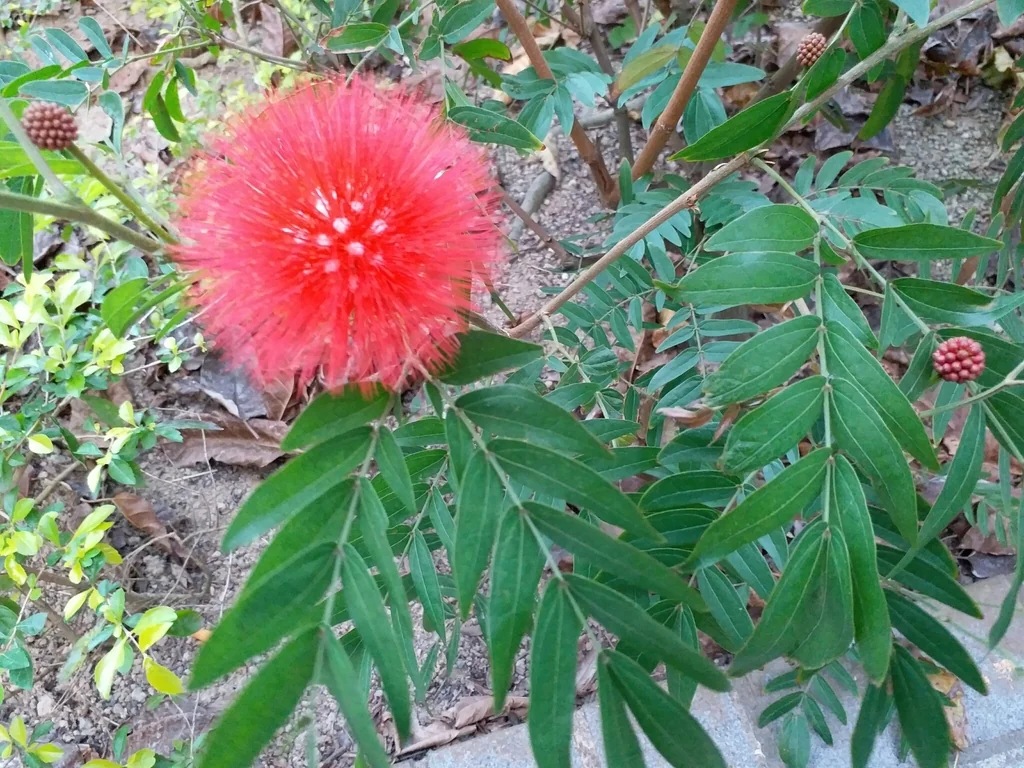 Calliandra Haematocephala