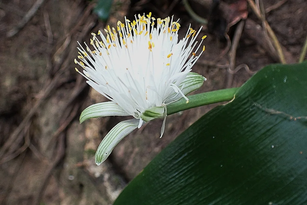 Haemanthus Albiflos