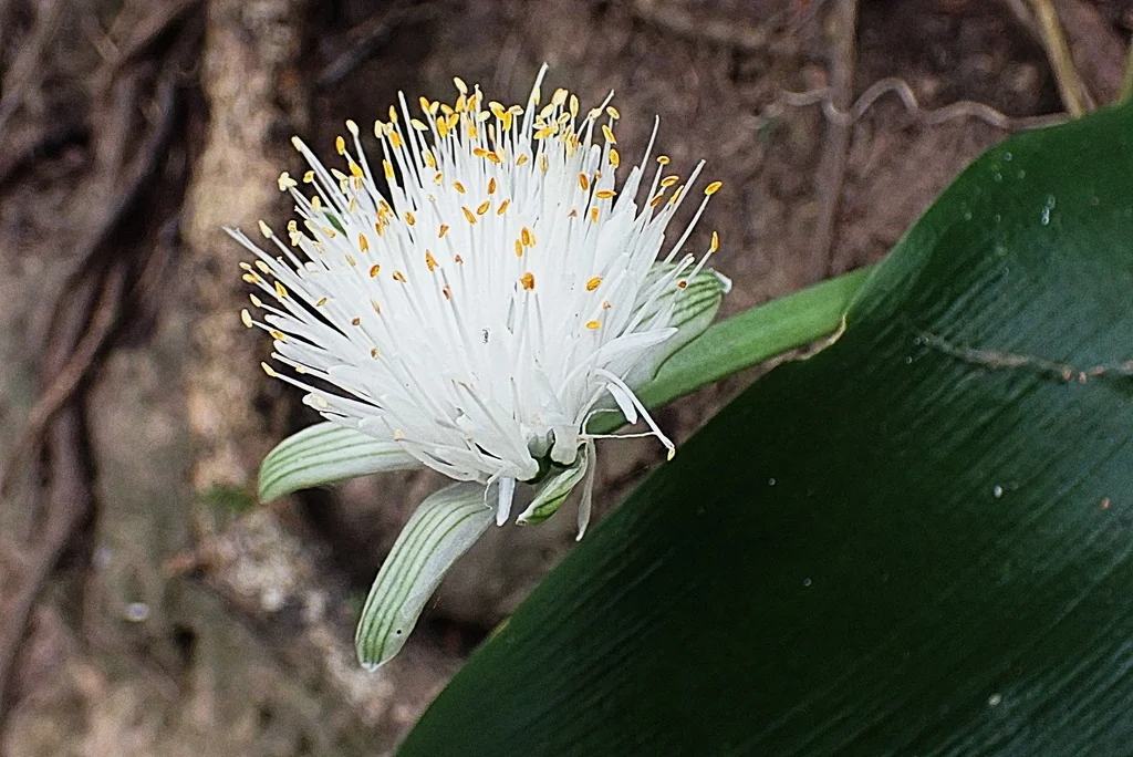 Haemanthus Albiflos
