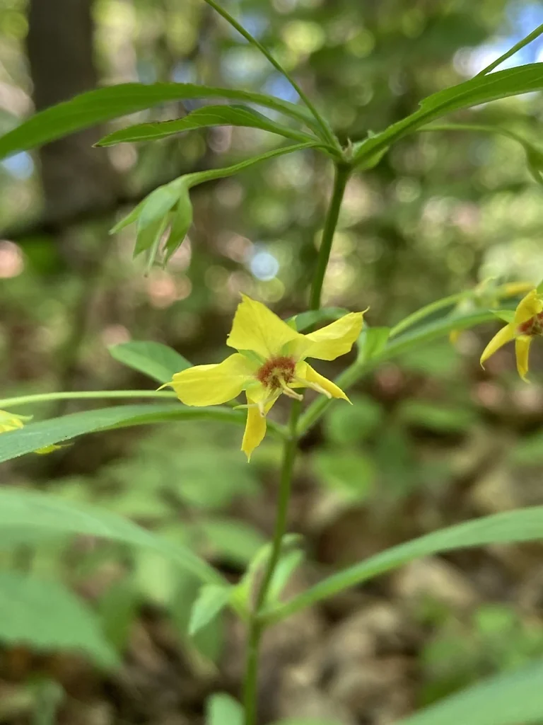 Lysimachia Lanceolata