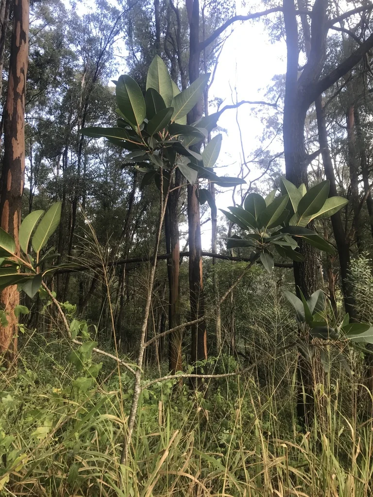 Ficus elastica