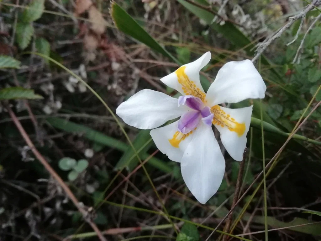 Dietes Iridioides