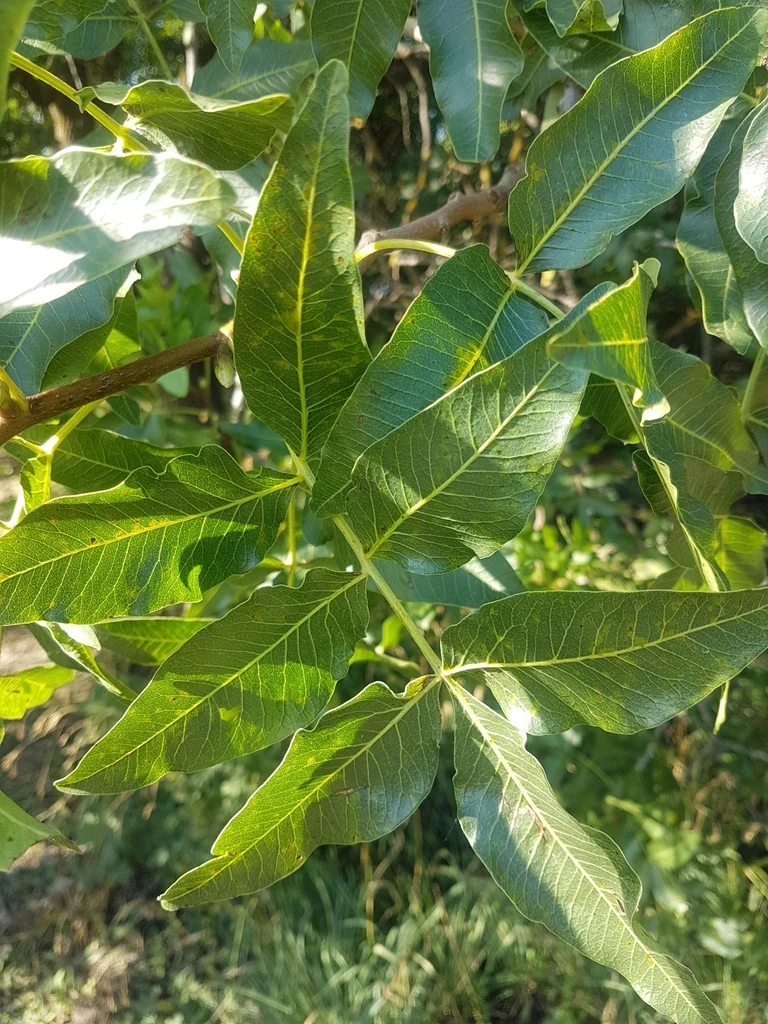 Pistacia Atlantica
