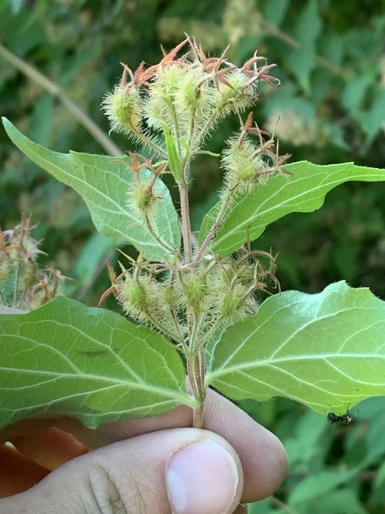 Kolkwitzia Amabilis