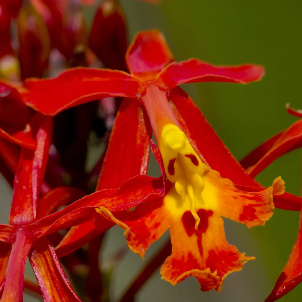 Epidendrum Ibaguense